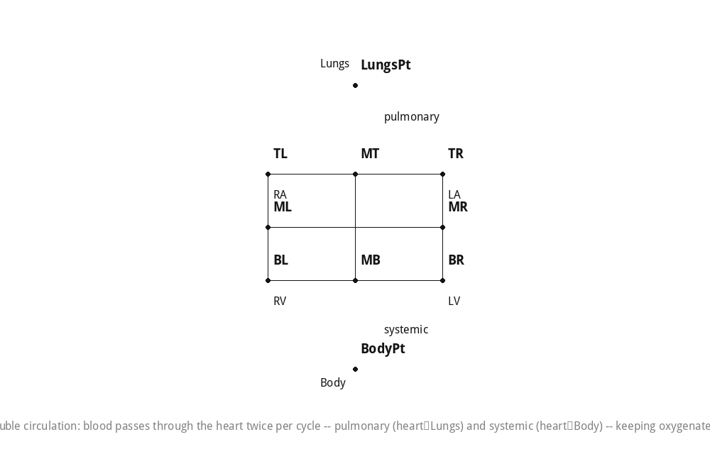 Double circulation: blood passes through the heart twice per cycle -- pulmonary (heart⇌Lungs) and systemic (heart⇌Body) -- keeping oxygenated/deoxygenated blood separate.