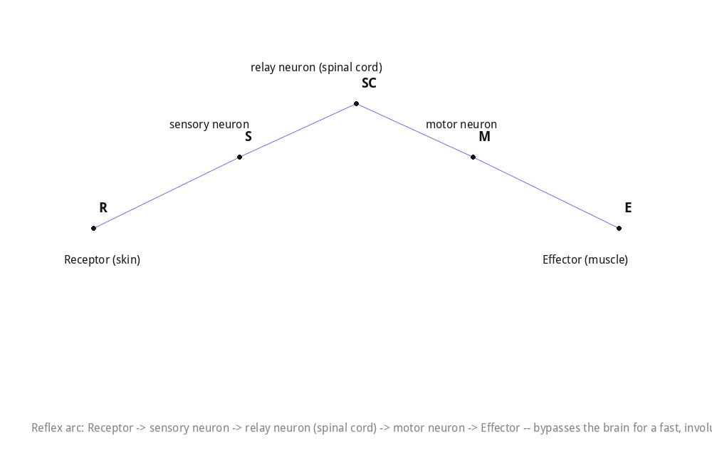 Reflex arc: Receptor -> sensory neuron -> relay neuron (spinal cord) -> motor neuron -> Effector -- bypasses the brain for a fast, involuntary response.