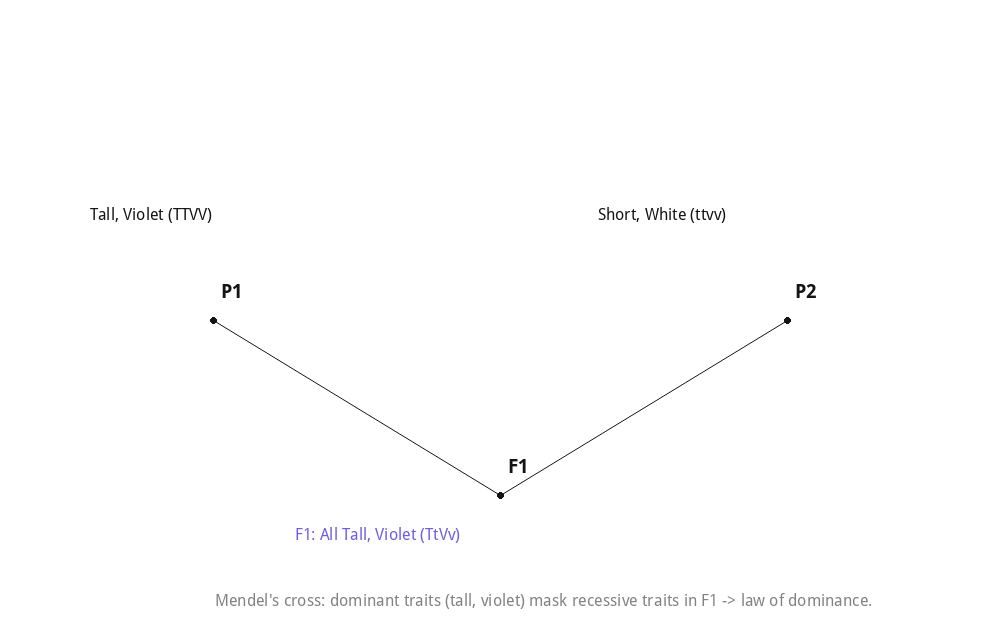 Mendel's cross: dominant traits (tall, violet) mask recessive traits in F1 -> law of dominance.