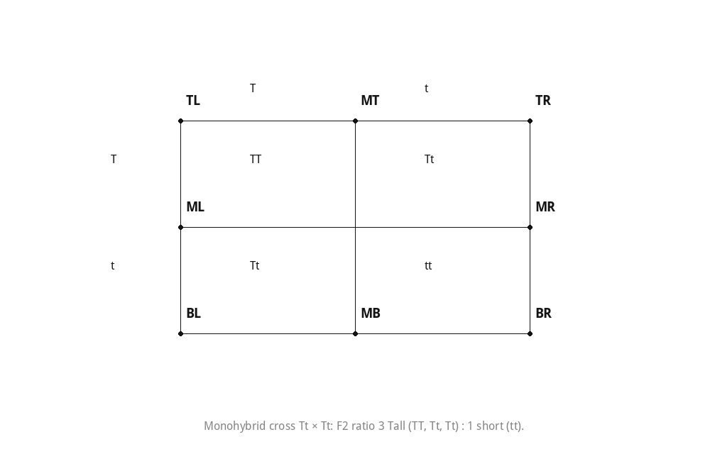 Monohybrid cross Tt × Tt: F2 ratio 3 Tall (TT, Tt, Tt) : 1 short (tt).