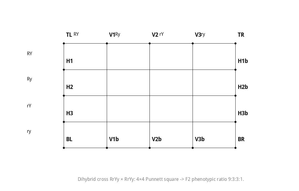 Dihybrid cross RrYy × RrYy: 4×4 Punnett square -> F2 phenotypic ratio 9:3:3:1.