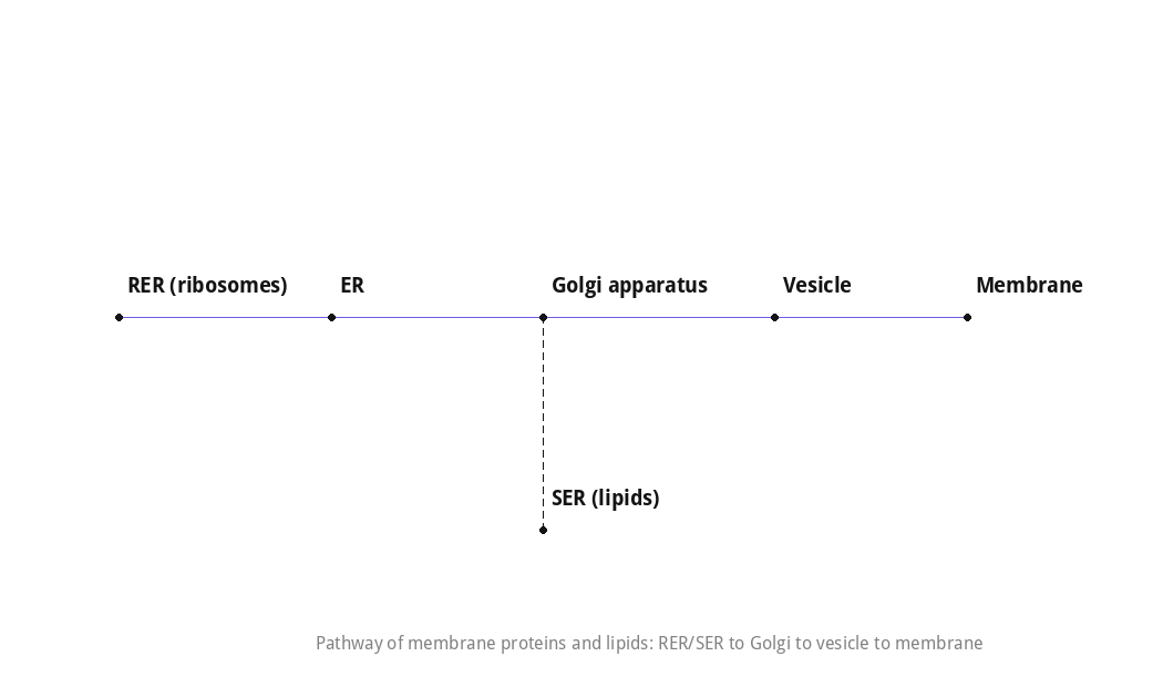 Pathway of membrane proteins and lipids from RER/SER to the cell membrane