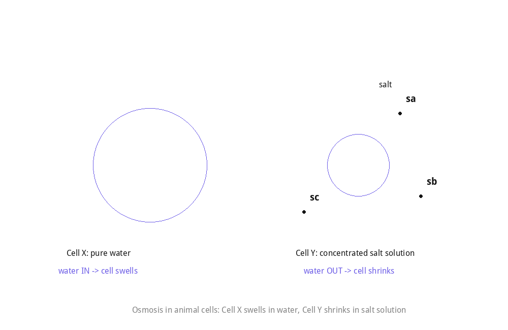 Osmosis in animal cells: Cell X swells, Cell Y shrinks