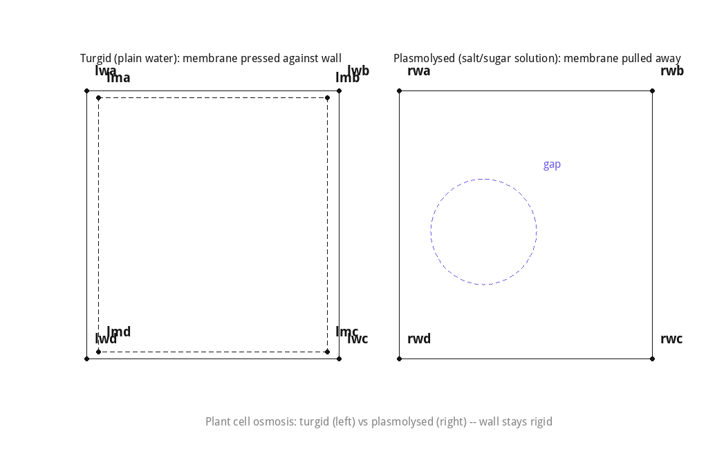 Plant cell osmosis: turgid vs plasmolysed