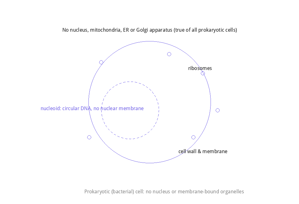 Prokaryotic (bacterial) cell: no nucleus or membrane-bound organelles