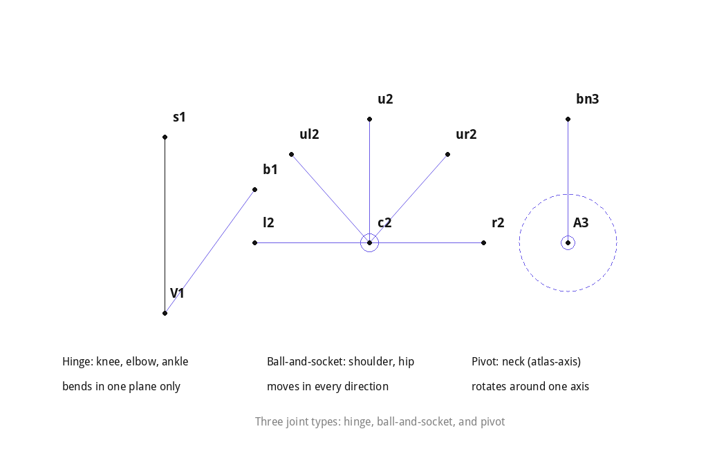 Three joint types: hinge, ball-and-socket, pivot